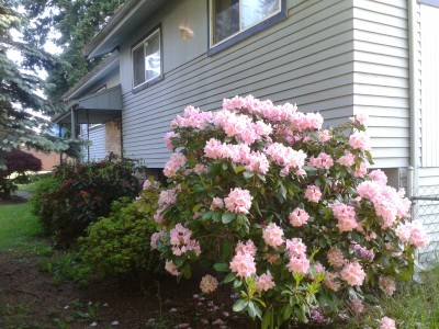 rhododendron bush
